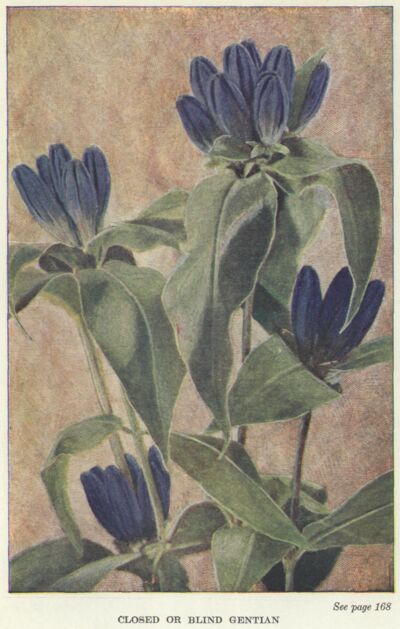 Blind Gentian