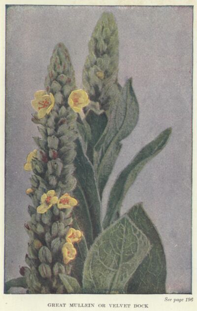 Great Mullein