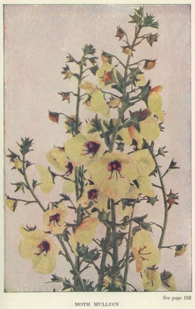 Moth Mullein