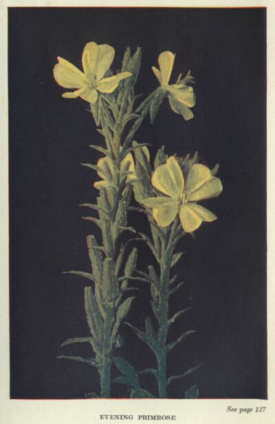 Evening Primrose