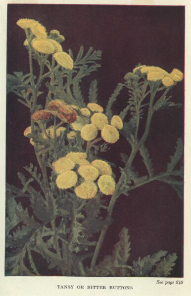 Tansy