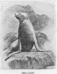 [Illustration: SEA-LION]