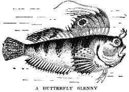 [Illustration: A BUTTERFLY BLENNY]