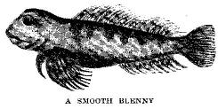 [Illustration: A SMOOTH BLENNY]