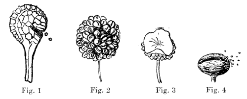 Sporangia of the Five Families