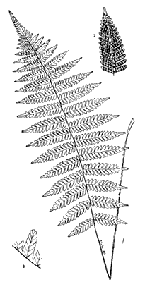 Massachusetts Fern