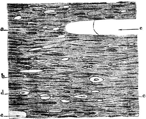 FIG. 2.—Lancashire cannel coal; transverse section, X200.