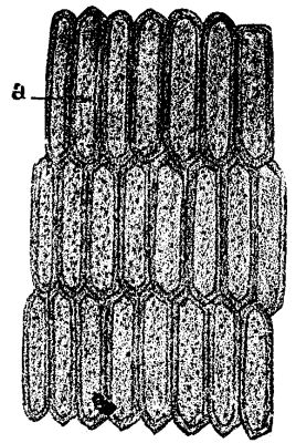 FIG. 14.—Suberose cells restored.