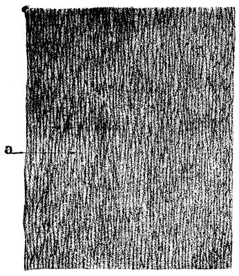 FIG. 15.—<i>Syringodendron pes-capræ;</i> tangential vertical section in the corky part of the bark, X200.