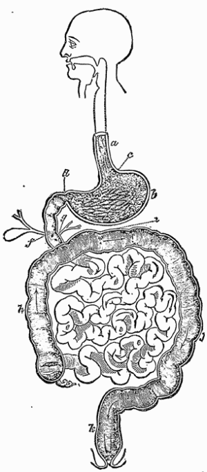 The Alimentary Canal, a. Esophagus; b. Stomach; c.
Cardiac Orifice; d. Pylorus; e. Small Intestine; f. Bile Duct;
g. Pancreatic Duct; h. Ascending Colon; i. Transverse Colon; j.
Descending Colon; k. Rectum.