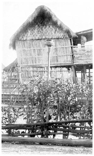 The Saloko. A Spirit Bamboo, in which Offerings are Placed.