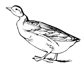 goose