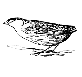 quail