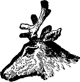 TAIL PIECE, REINDEER