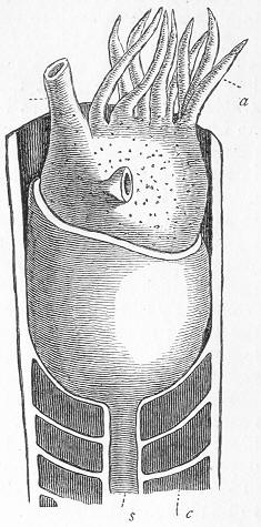 Fig. 56