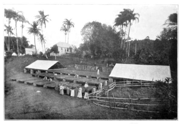 Grenada, B.W.I.: Samaritan Estate

(Showing trays which slide on rails; the iron covers slide over the
whole in case of wet.)