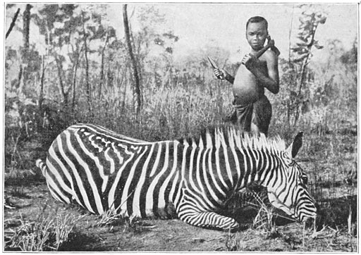 De Wahlbergzebra uit Gorongoza.