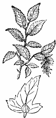 CARPINUS AMERICANA.