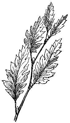 LEAVES OF CARPINUS BETULUS INCISA.