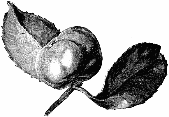 FRUIT OF CAMELLILA JAPONICA.