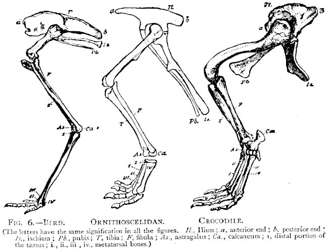 FIG. 6.—BIRD. ORNITHOSCELIDAN. CROCODILE.

(The letters have the same signification in all the figures. Il.,
Ilium; a, anterior end; b, posterior end Is., ischium; Pb.,
pubis; T, tibia; F, fibula; As., astragalus; Ca., calcaneum;
i, distal portion of the tarsus; i., ii., iii., iv., metatarsal
bones.)