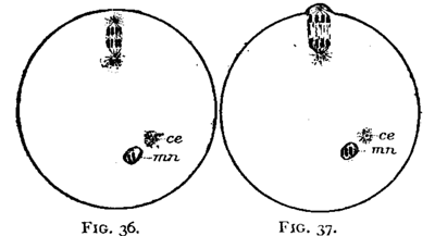 FIG. 36-37