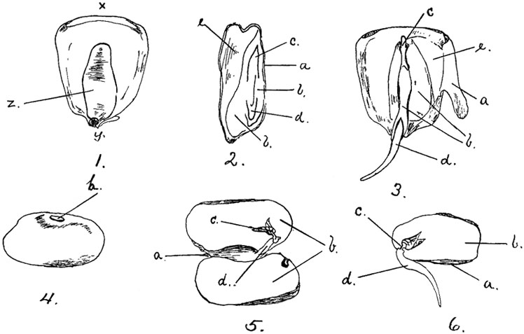 Fig. 41.