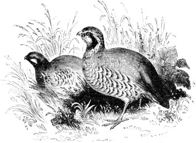 QUAIL (SCRATCHERS)