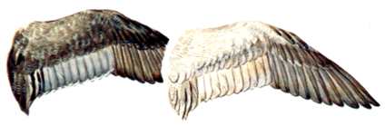 Hen and Drake Wing