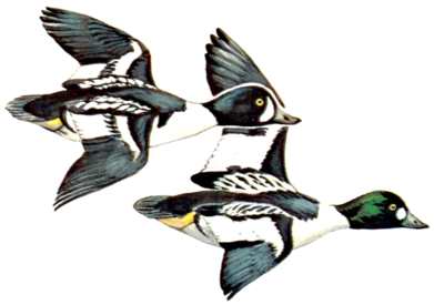 Barrow's Drake and Common Drake