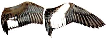 Hen and Drake Wing