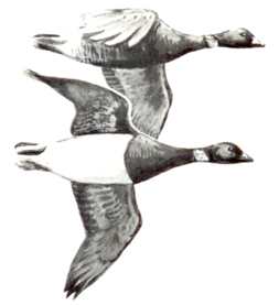 Black Brant and Brant