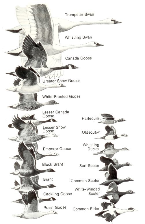 Trumpeter Swan, Whistling Swan, Canada Goose, Greater Snow Goose,
White-Fronted Goose, Lesser Canada Goose, Lesser Snow Goose, Emperor Goose,
Black Brant, Brant, Cackling Goose, Ross' Goose, Harlequin, Oldsquaw,
Whistling Ducks, Surf Scoter, Common Scoter, White-Winged Scoter and Common Eider