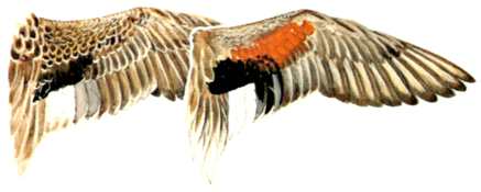 Hen and Drake Wing