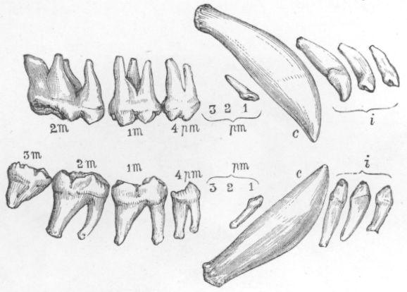 Dentition of Bear.