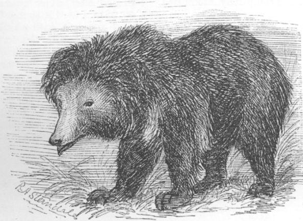 Ursus labiatus.