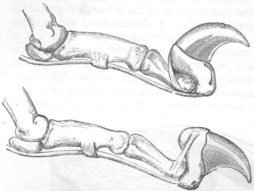 Tendons of Tiger's toe.