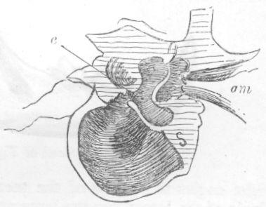 Tiger's auditory apparatus.