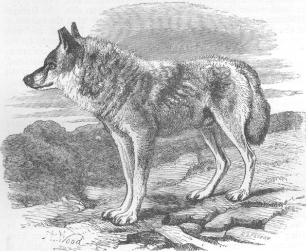 Canis pallipes.