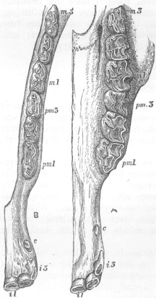 Dentition of Horse.