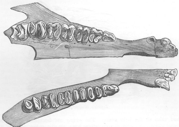 Dentition of Tapir.