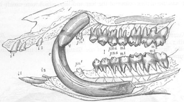 Dentition of Wild Boar.