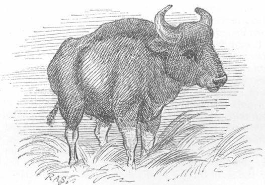 The Gaur.