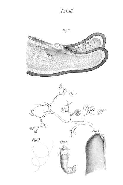 Illustration: Taf. III.