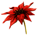 Poinsettia