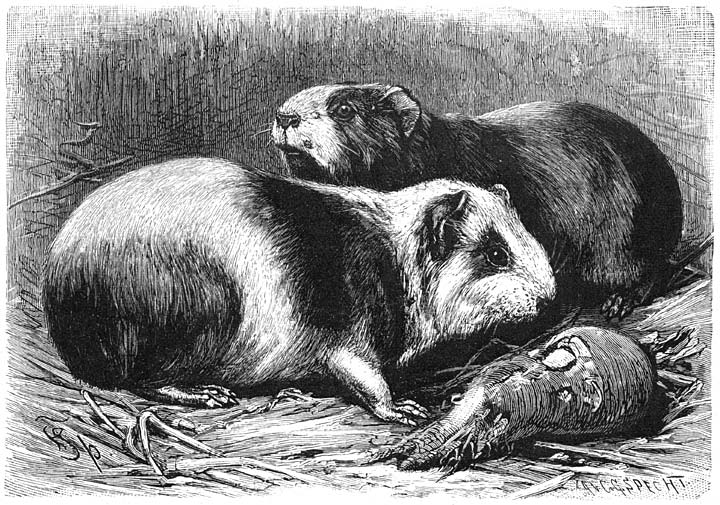 Guineesch Biggetje (Cavia porcellus). ½ v.d. ware grootte.