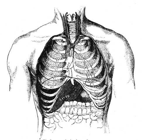 The Lungs and other internal organs.