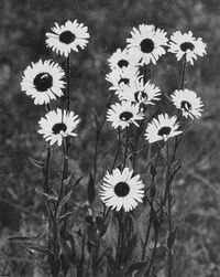 Mountain Asters.