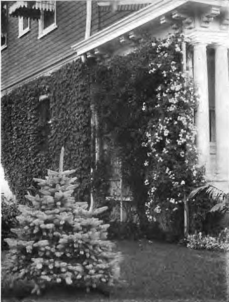 IVY, CLIMBING ROSES, AND COLORADO BLUE SPRUCE