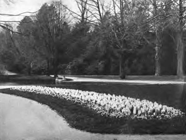 BED OF WHITE HYACINTHS BORDERED WITH PANSIES